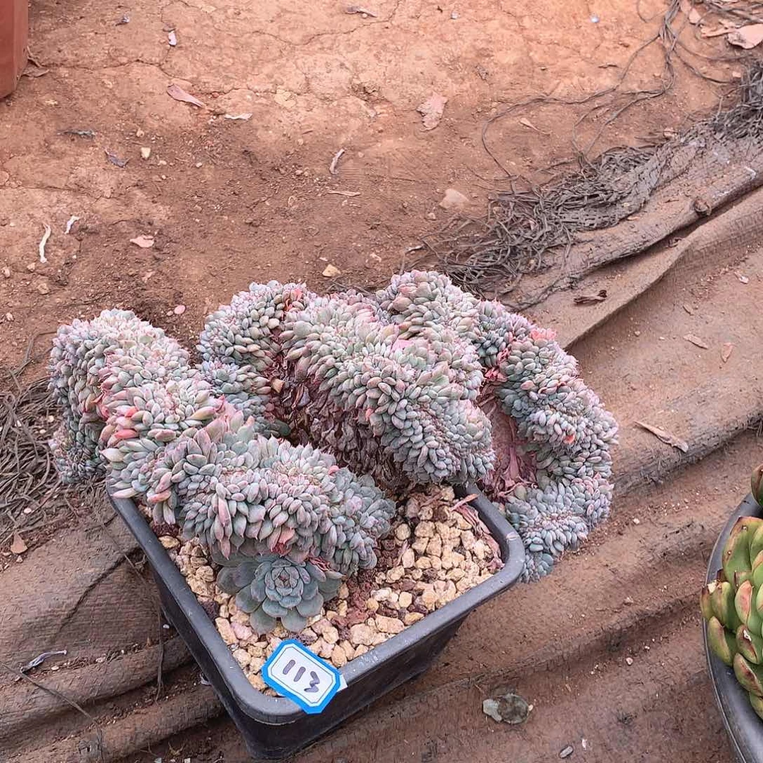 113白胖子缀一物一拍多肉