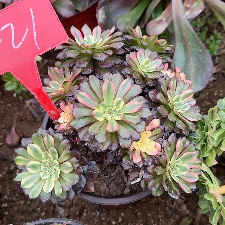 4-21油画少女多肉法师