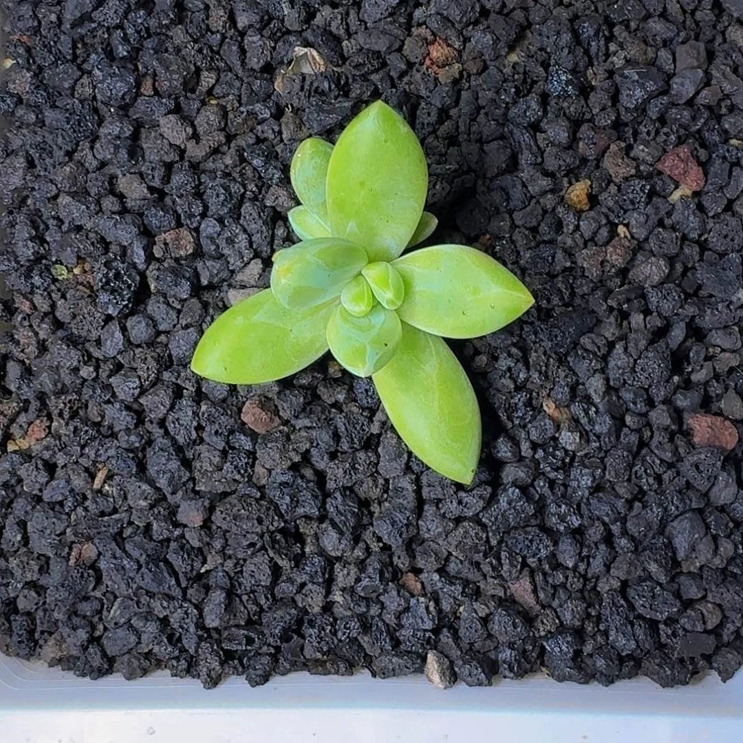 朵唯奇 单头 一物一拍