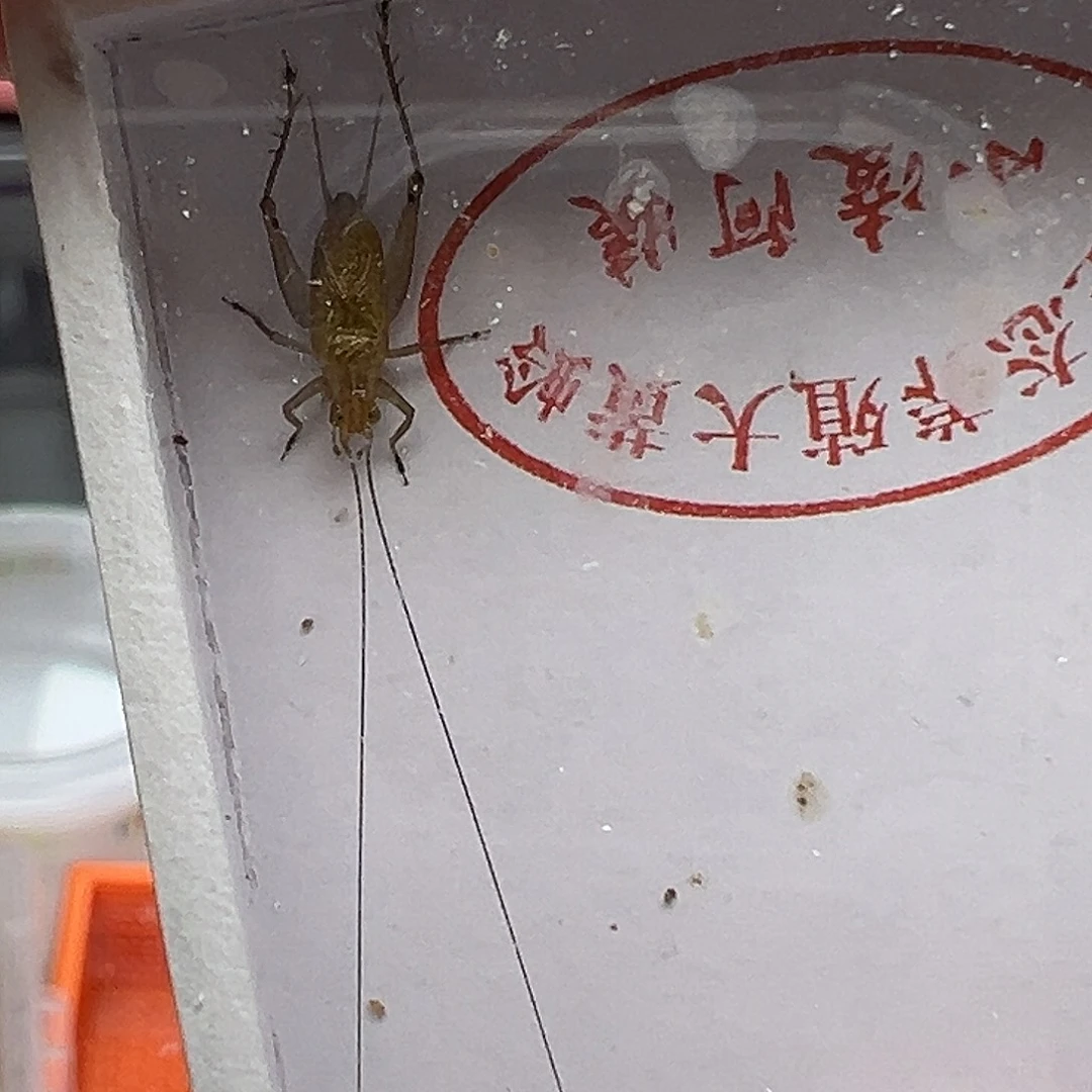 黄蛉哈哈哈哈哈哈哈哈哈哈哈哈