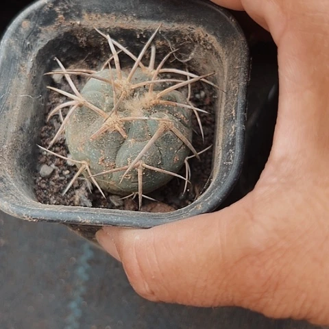 624实生平丸清棚特价