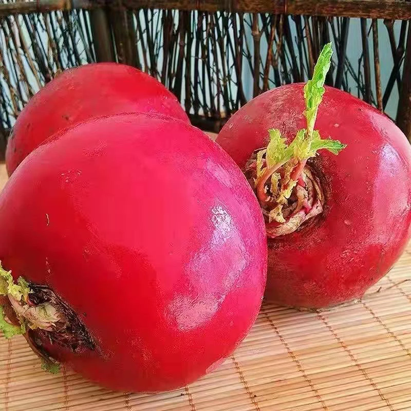 东北农村大红萝卜红皮白心