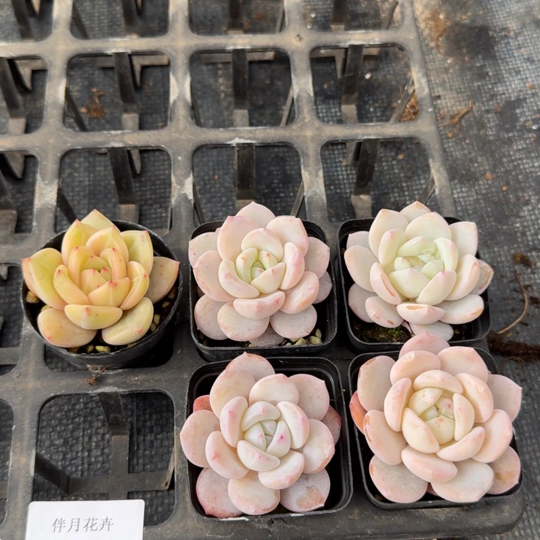 四个奶盖+红香槟一量拍18-58