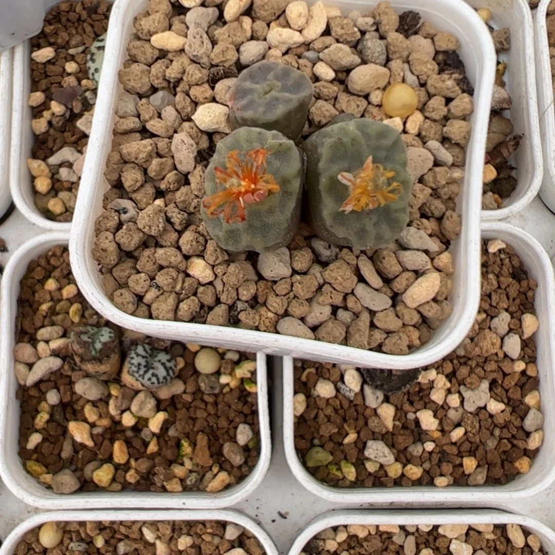 739 好看的多肉冲冲冲