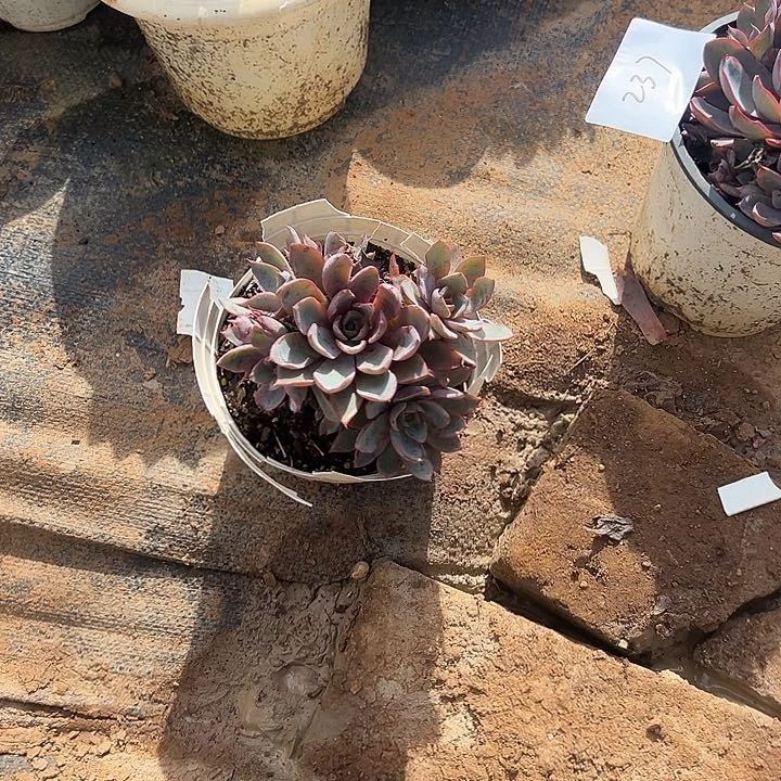 英***英多肉植物实物直播实物238