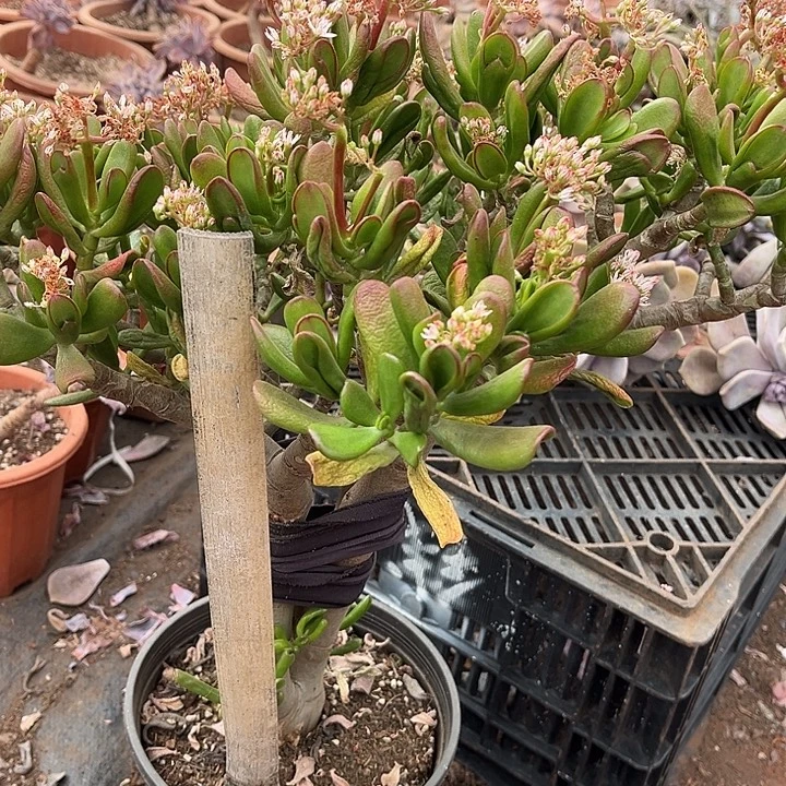 吸财树20多肉植物精品