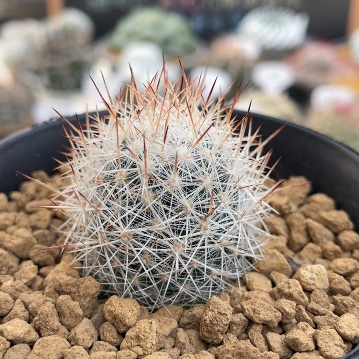 群狼丸        折后价