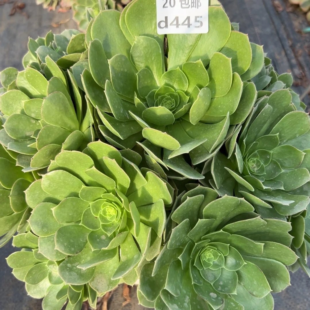 445圣罗兰，多肉法师