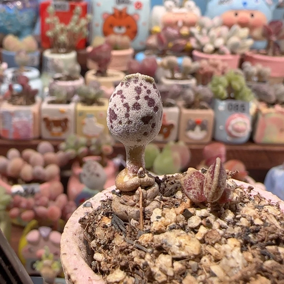 T达摩白丸带小宝盆口2.5cm