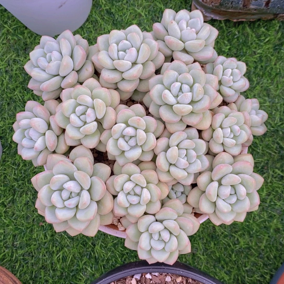 泡泡糖 一物一拍