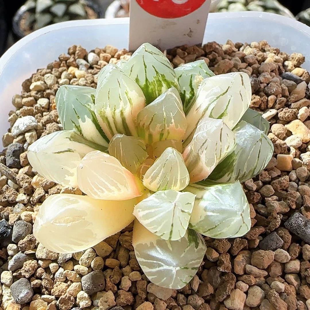 10号紫王玉露锦一物一拍带盆土