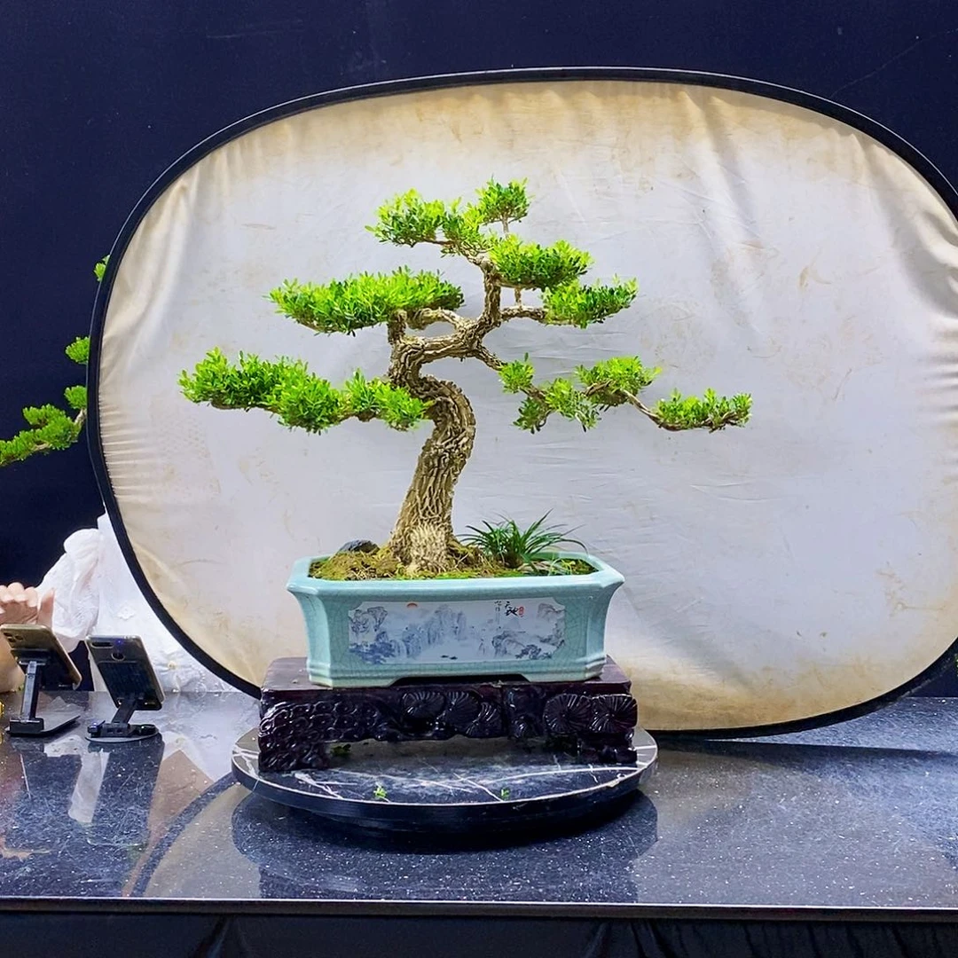 无花朵精品黄杨盆景