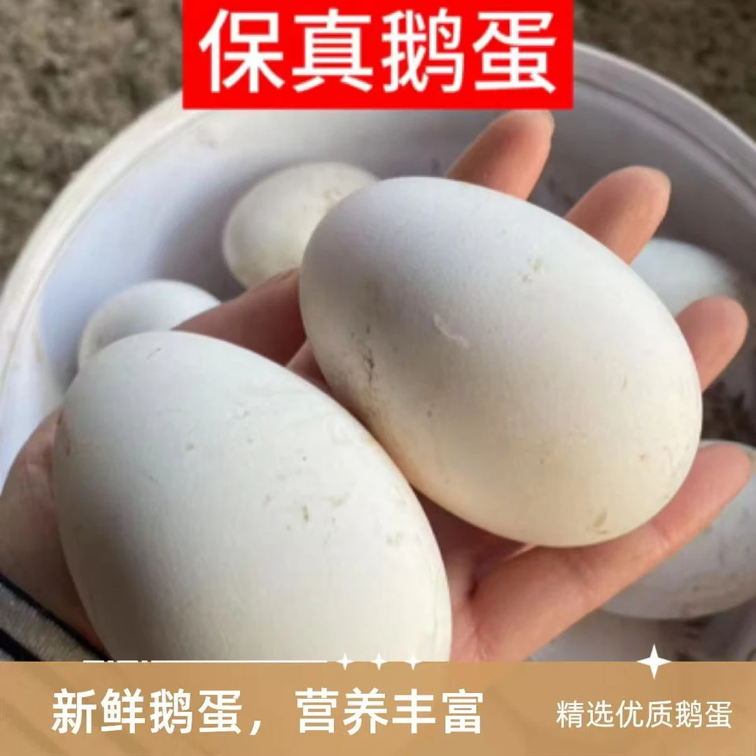 正宗散养大鹅土鹅蛋新鲜鹅蛋现捡现发100-120克