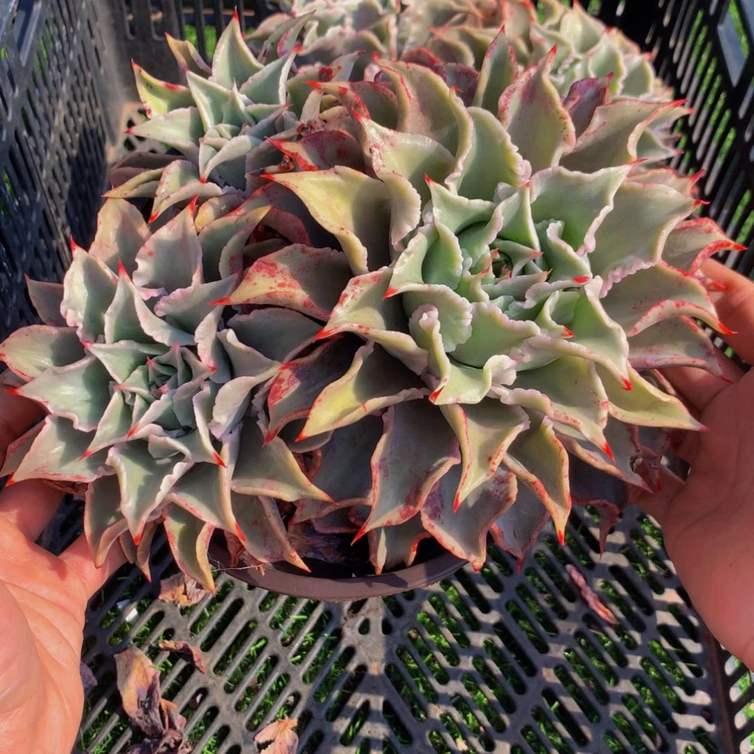 大双头饺子皮一颗