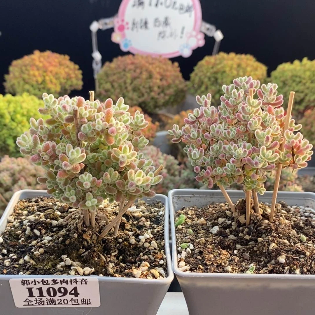 昵*?实生组合1094枝干番杏