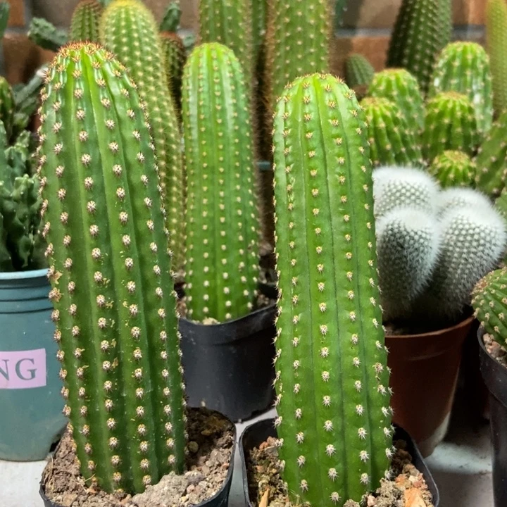 仙人球金四金一自根各一