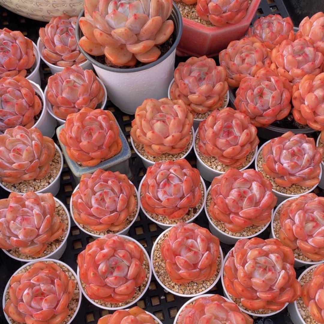 量拍66号 果冻韩版仙女橙单头5个