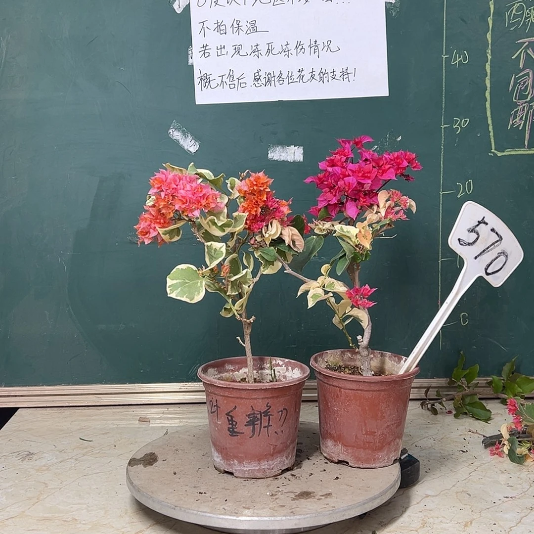 完全开放福利 斑叶重瓣橙 红宝石 570