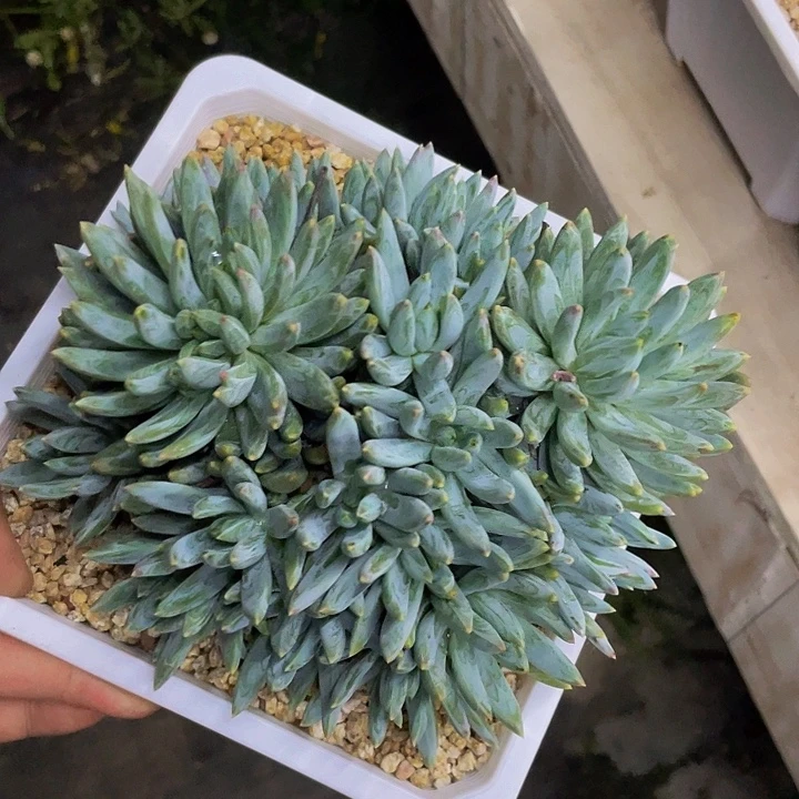 炫彩星哦哦哦哦哦哦哦