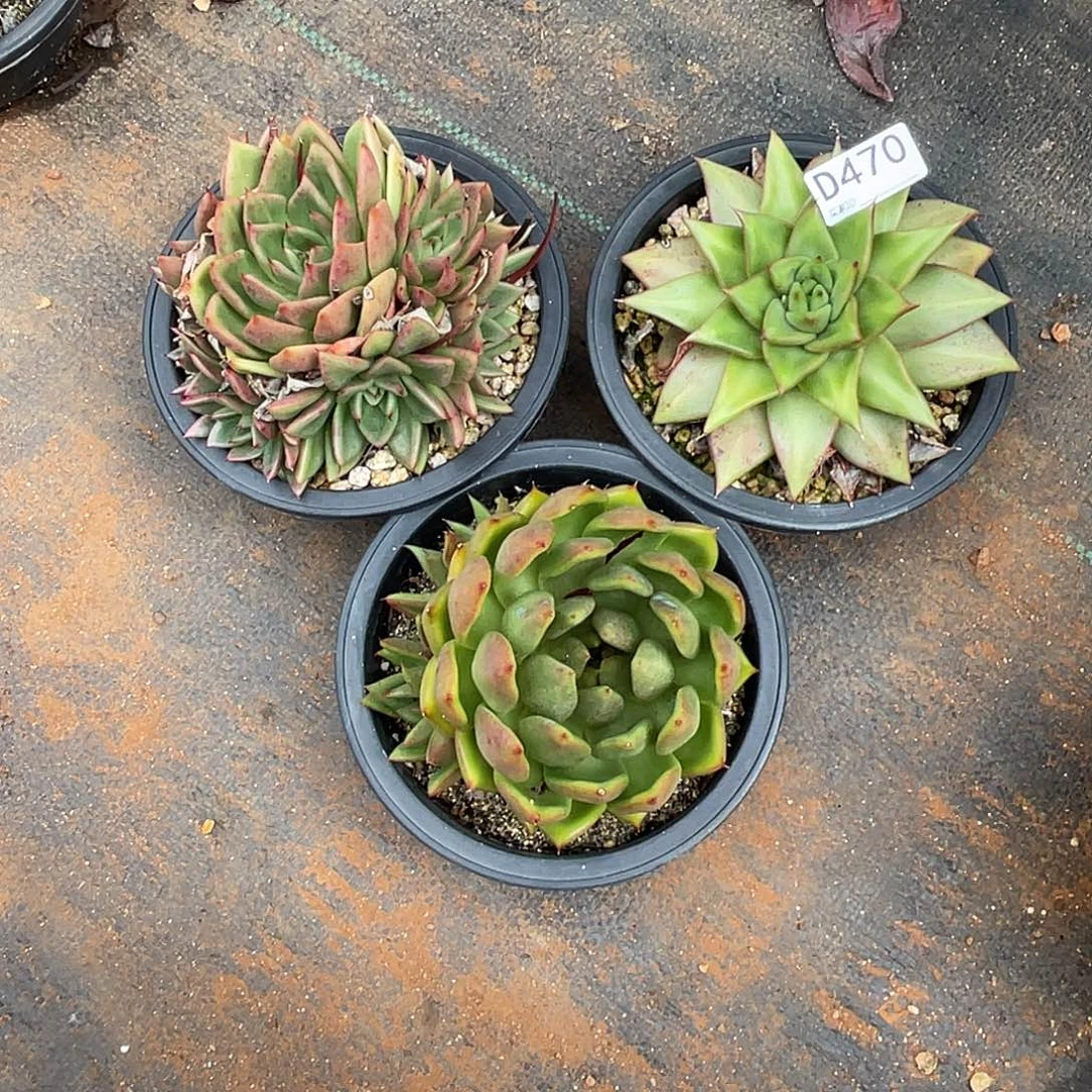 若如东云组拍D470