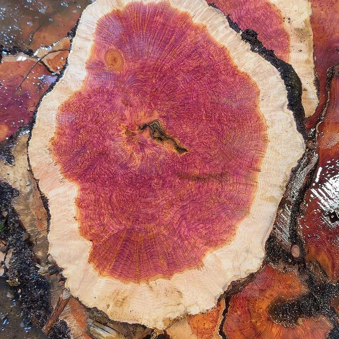 象***居木紫罗兰树瘤定制链接