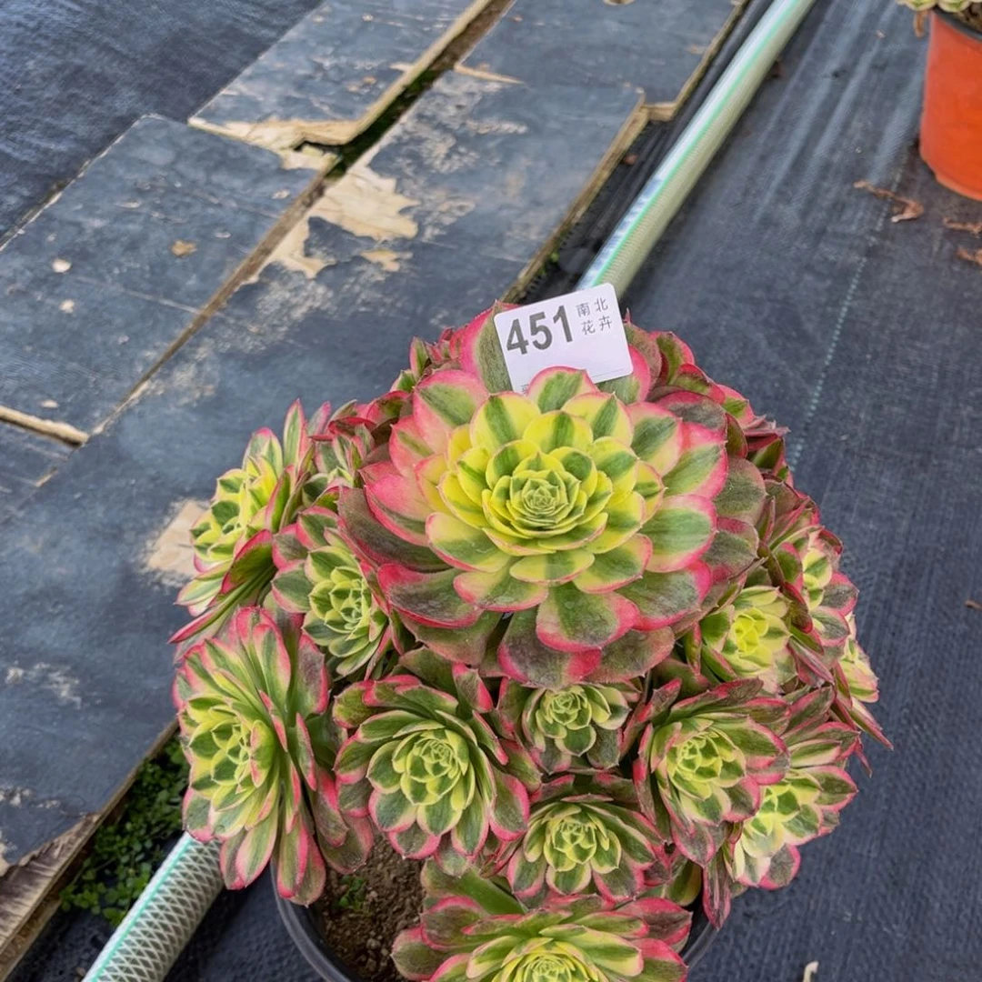 淡多肉玉滋00000451