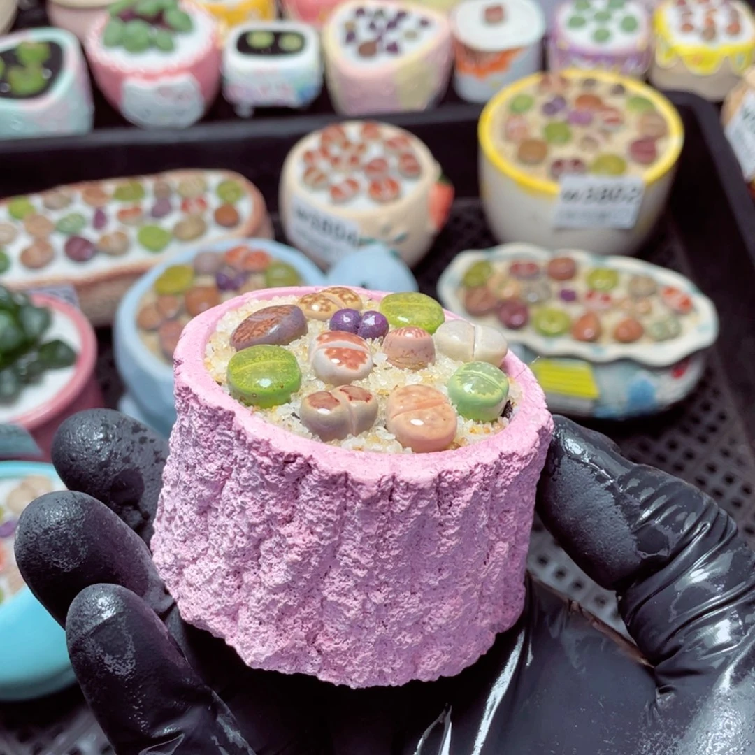 w3810--带盆土发货，零下地区拍保温箱