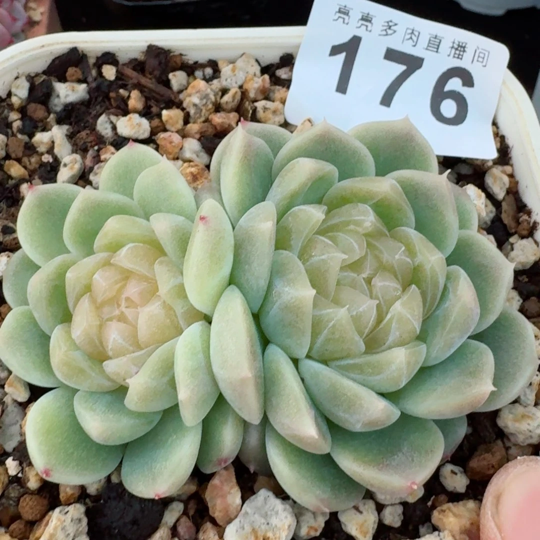 泼天富贵母本      愿你一路坦途，乘风破浪展宏图