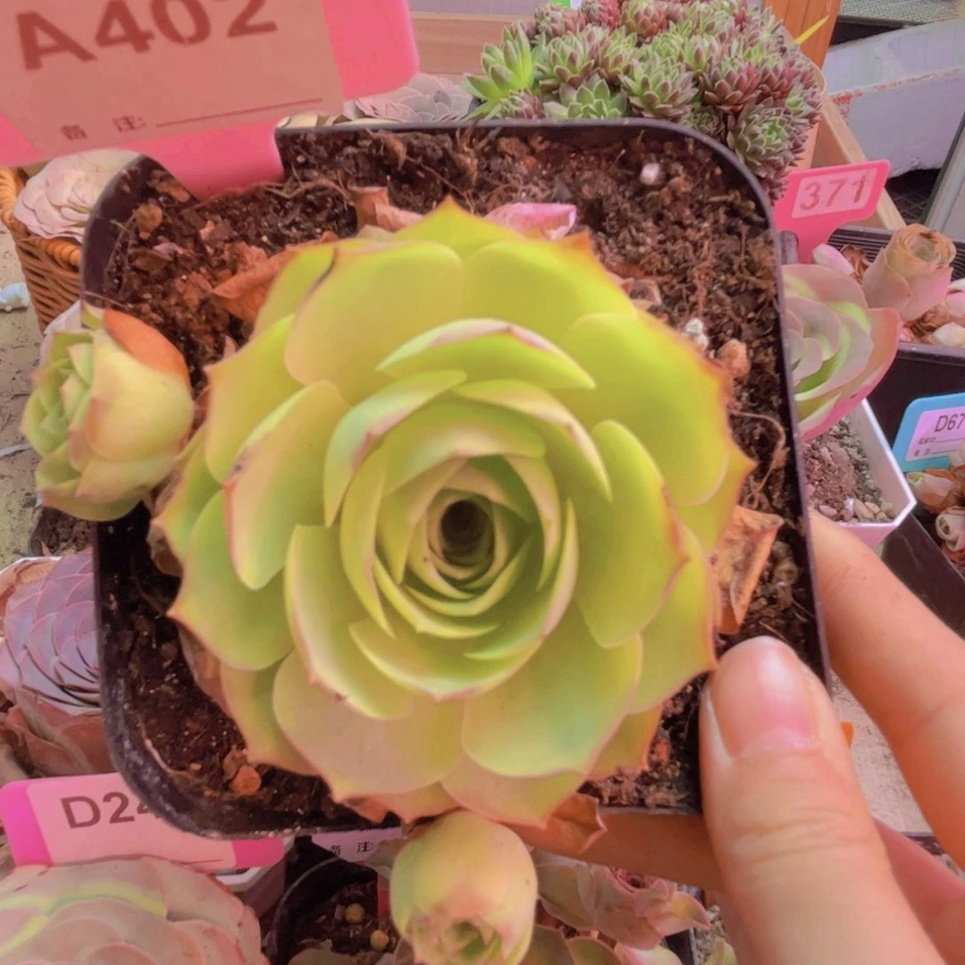 402山地玫瑰追光者