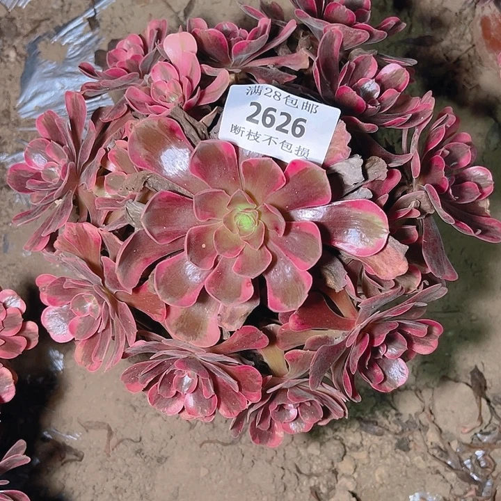 2626爱神多肉植物保护