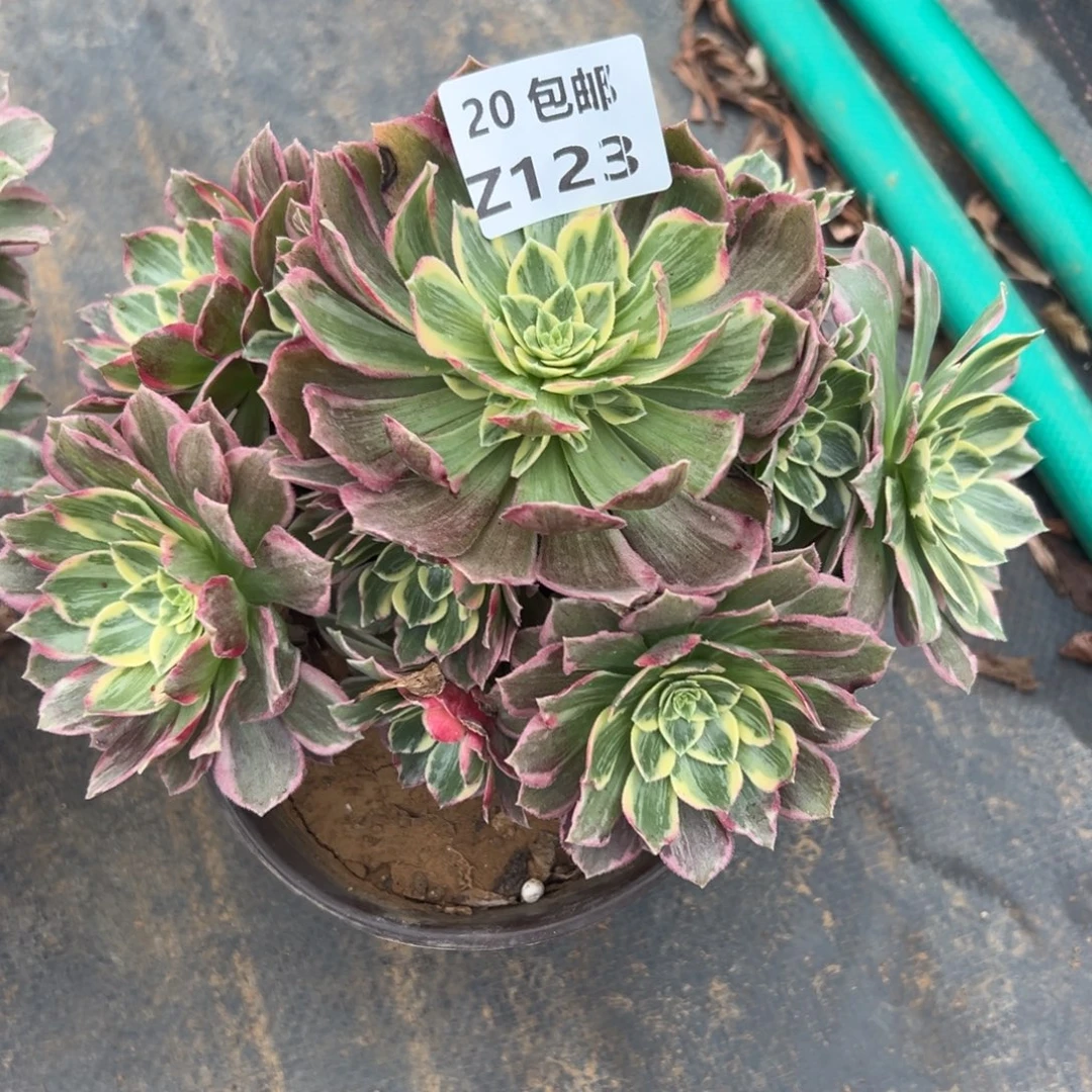 123水蜜桃，满20包邮嘟叮熊