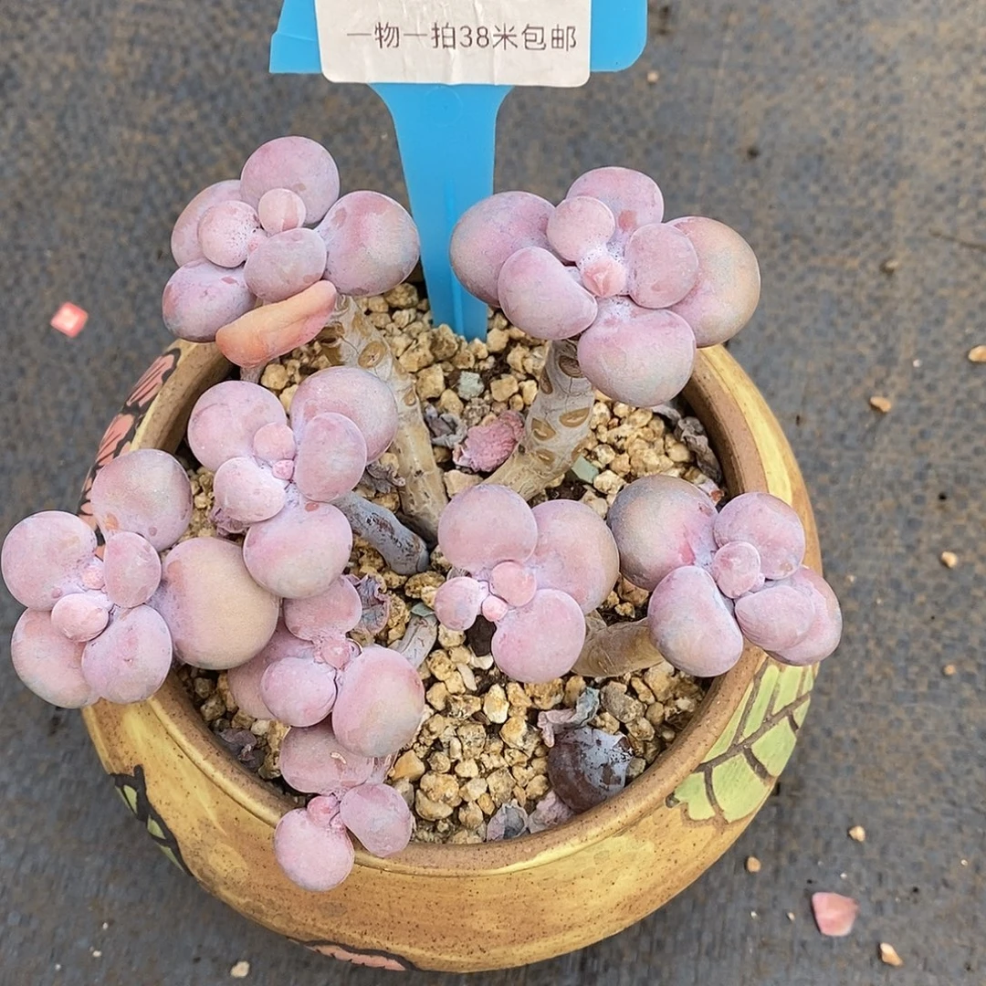 *****120090册璐璐咯哦璐璐