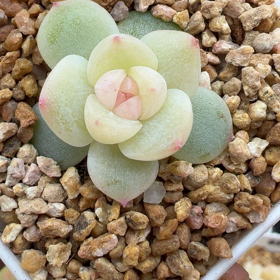 425号清梦晗雨多肉