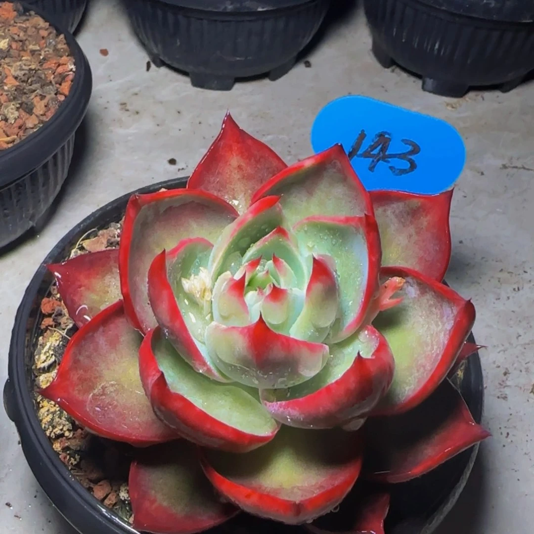 惊鸿仙子一物一拍143号