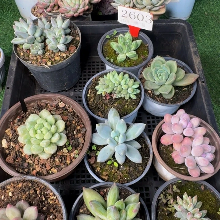2603多肉植物一物一拍
