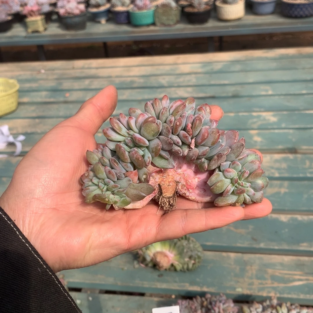 无花朵全开朵20加星影树