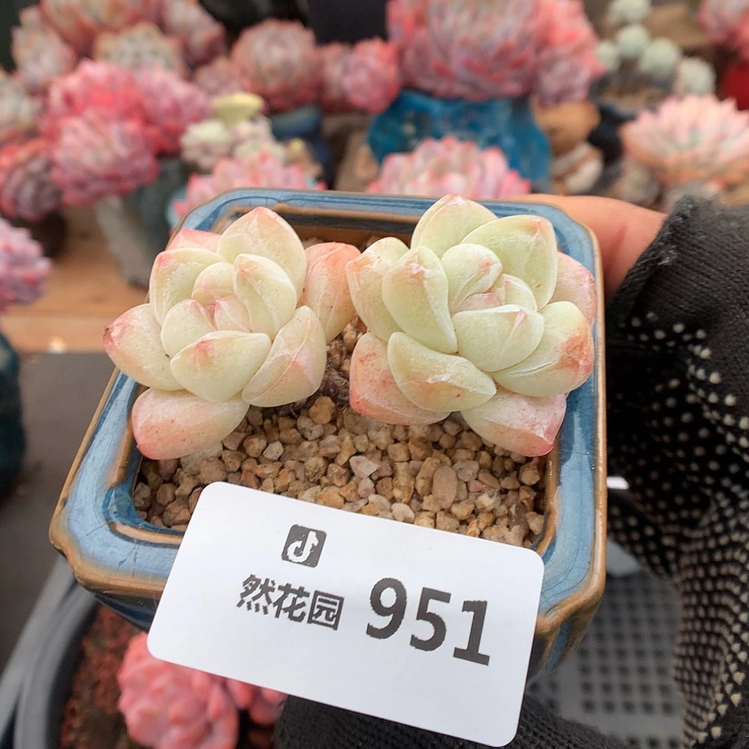 951冰玉多肉植物66666