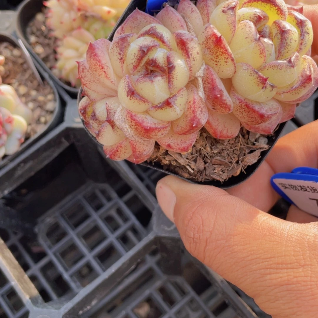 75号 宽叶全状态黄水晶多头