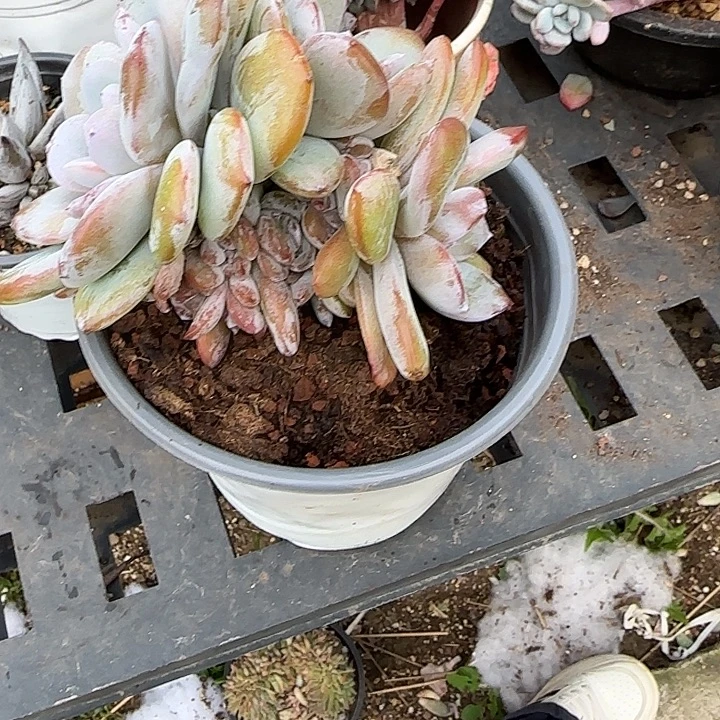 用***0青蛙王子儿童牙膏11