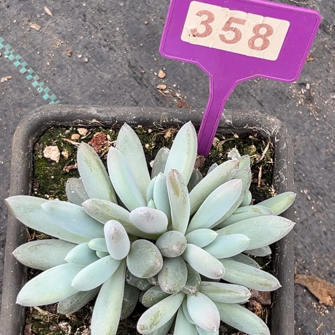 多肉植物红胖体358