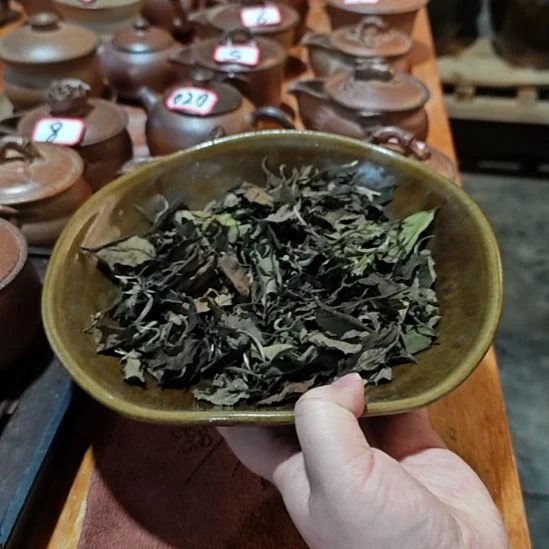 老白茶老白茶老白茶