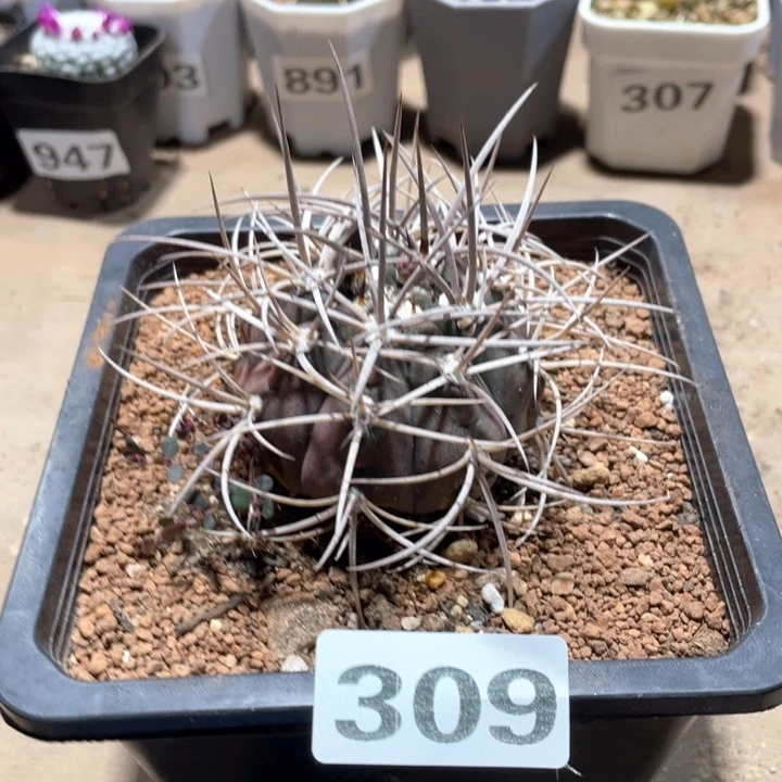 309实生超狂刺光琳玉