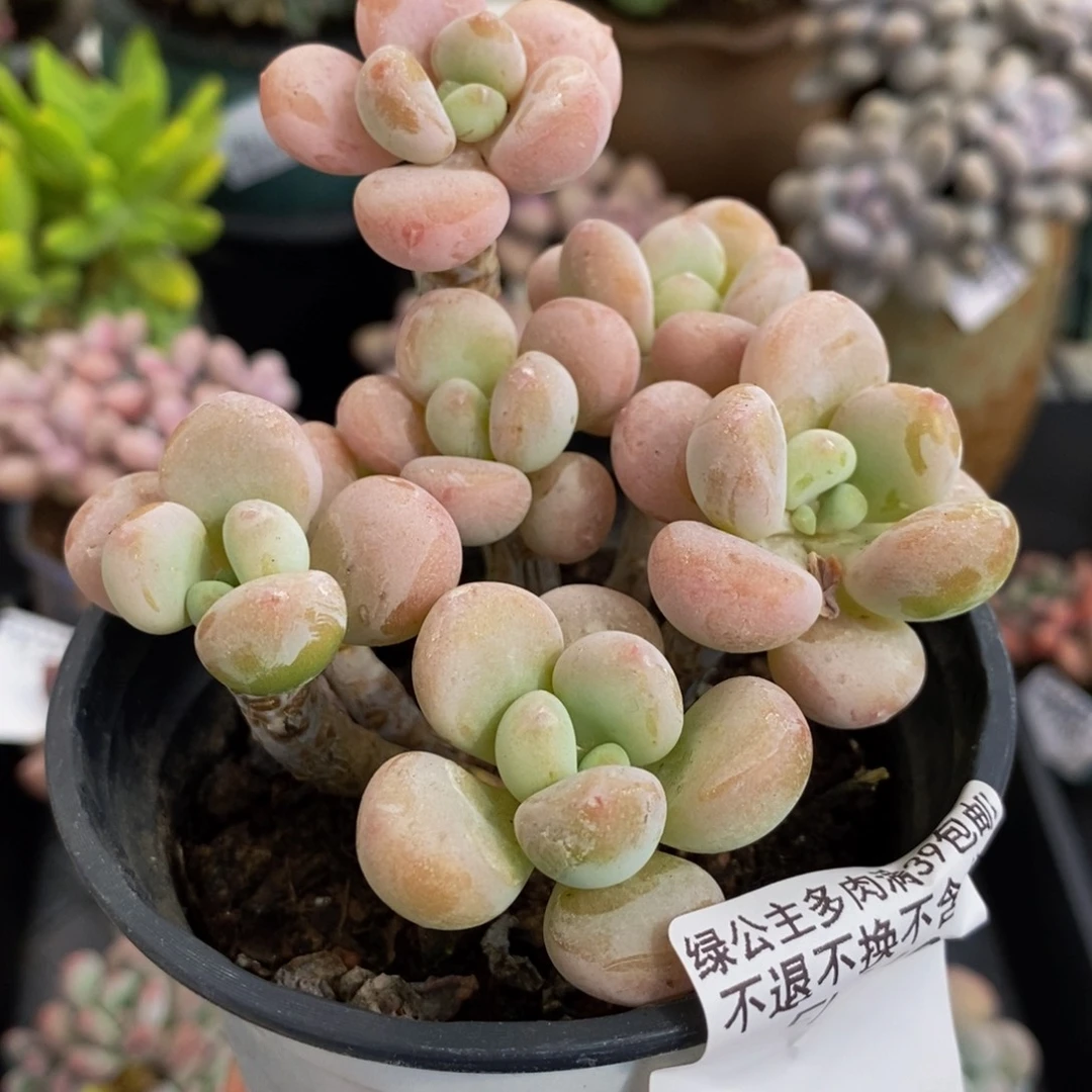 369香水洛神8cm多肉