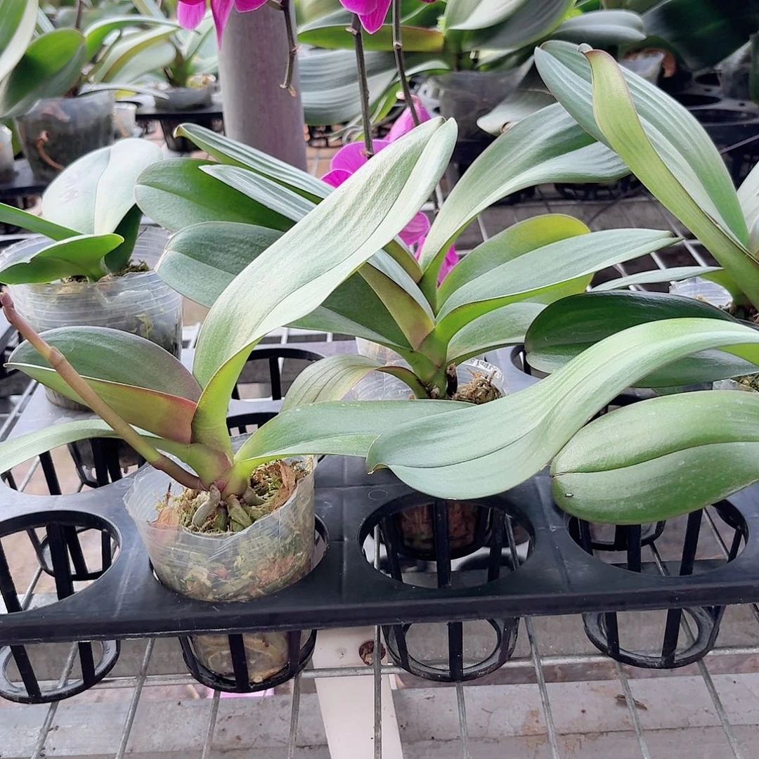 无花朵大辣椒带花剑4颗2.5杯叶片易开裂无售后