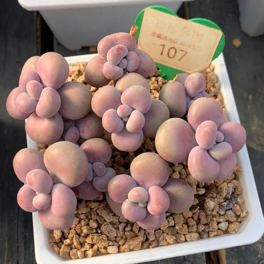 腰子蛋老桩开播福利107