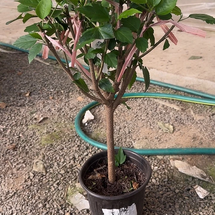 华***下完全开放丹麦木槿花咖啡色