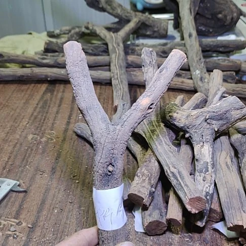 真****火琉璃原杈，不保沉水，慎拍！