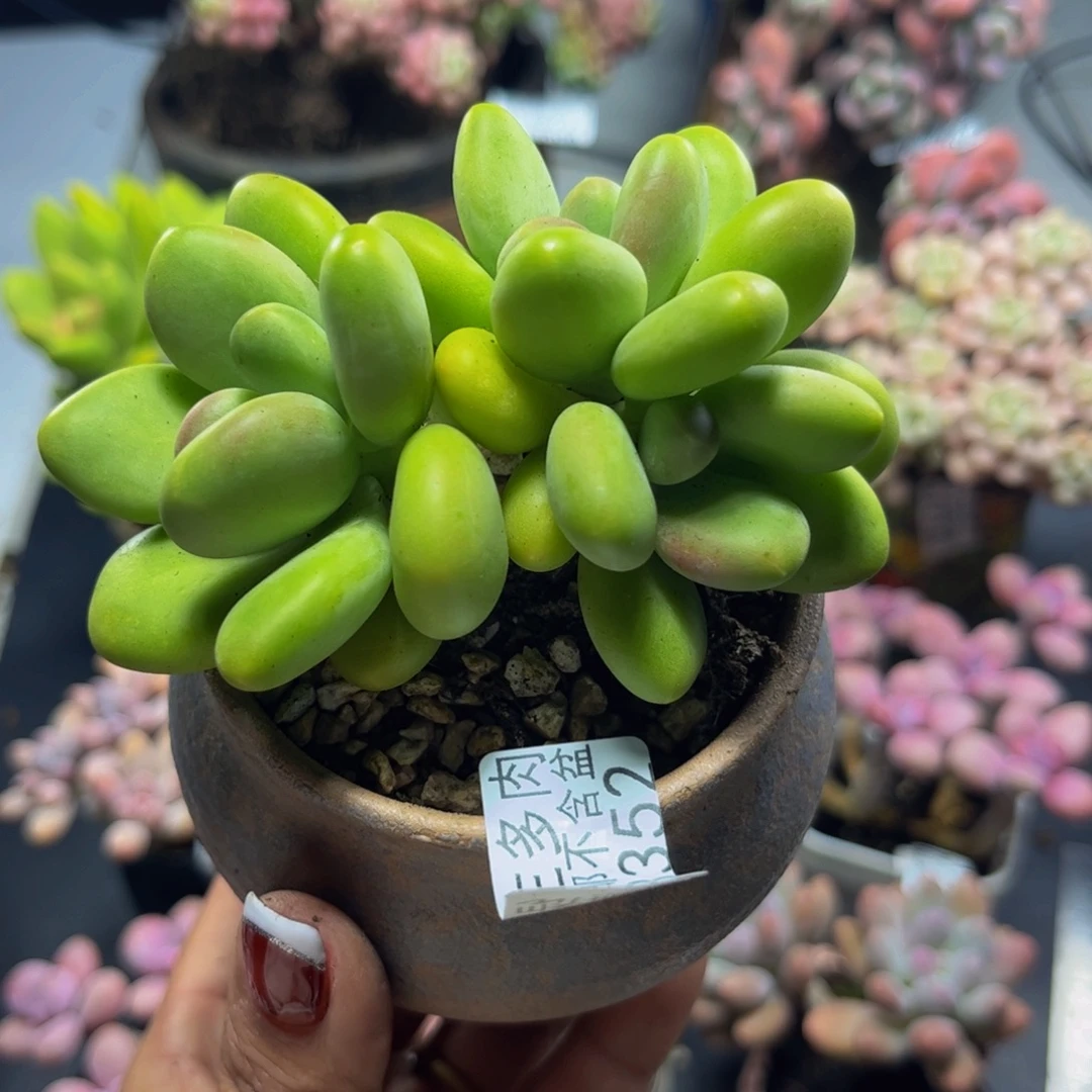 芒果奶酪3352/8cm多肉