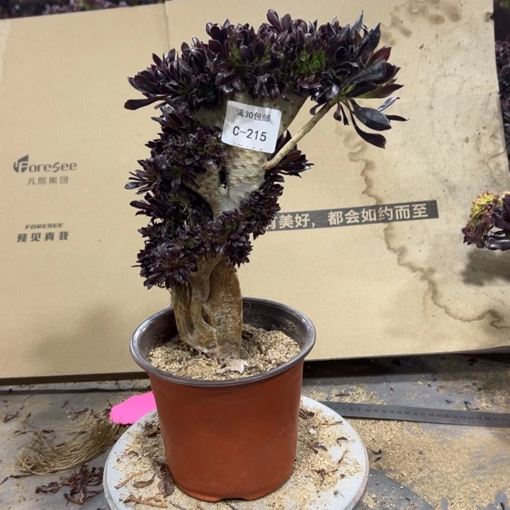 215黑法师高度26公分不售后多肉植物