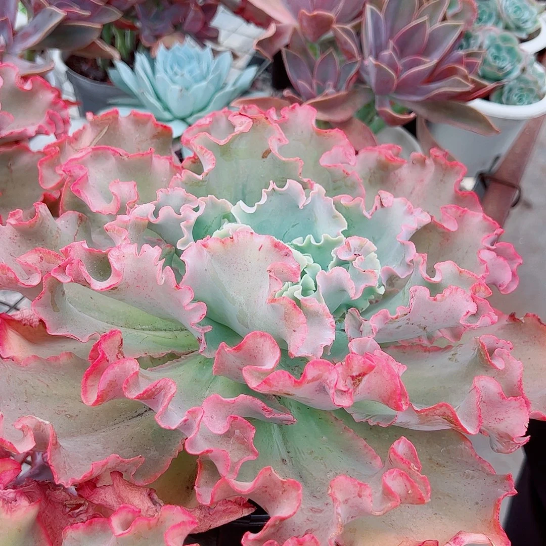 高莎之翁特大包菜